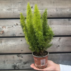 Asparagus densiflorus (Asparágus) 'MEYERI' - kont.C1L, výška 25-30 cm